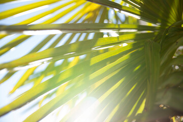 green background of tropical palm leaves in the rays of the sun