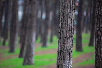 tree in the woods