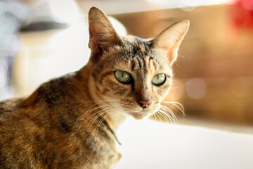 A closeup shot of a cute cat