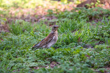 Wood bird Fieldfare, Turdus pilaris, on a sprng lawn.