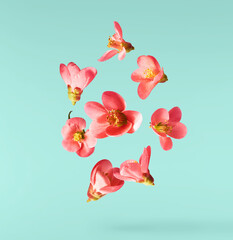 Beautiful sping flowers flying in the air. Levitation concept