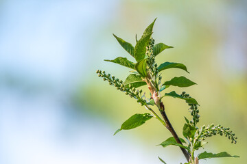 Green bushes with young leaves in the sunset