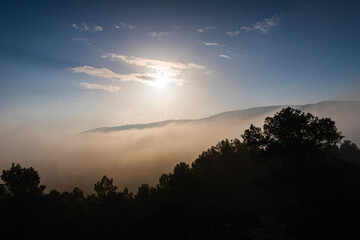 Foggy sunrise in a Mediterranean forest full of pine trees. 
