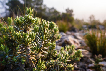 Rosemary with a fine layer of dew at dawn, in a Mediterranean forest.