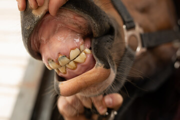 Baby horse loose temporary milk teeth and shows incisors erupting soon while open his mouth