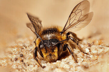 wild bee sitting in sand with wings high and head to camera with visible sharp net eyes