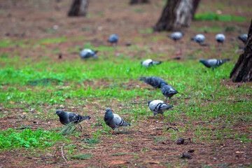 front view, birds eating in flocks in the forest
