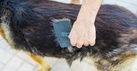 Combing out dog hair. Selective focus