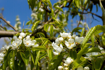 Fresh pear tree blossom in springtime in Haspengouw (Sint Truiden, Belgium)