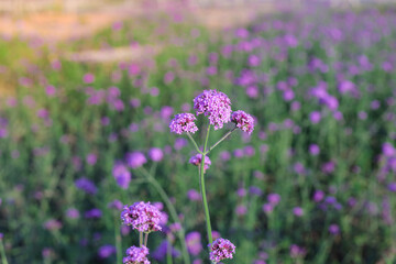 Purple Verbena flowers in the garden