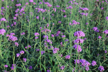 Purple Verbena flowers in the garden