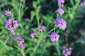 Purple Verbena flowers in the garden
