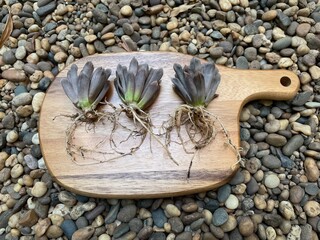 Cactus and succulent, Root of haworthia washed spores of powdery mildew or white mold and desiccated on wooden board.