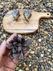 Cactus and succulent, Root of haworthia washed spores of powdery mildew or white mold and desiccated on wooden board.