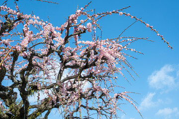 太宰府天満宮の梅の花