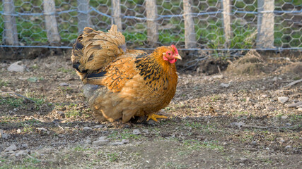 Small brown brahma hen chicken on a farm