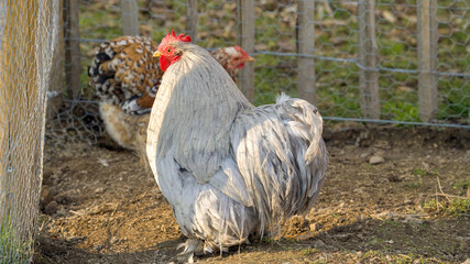 Small grey cochin hen chicken on a farm