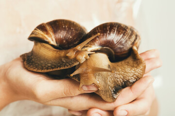 two giant snails on human hands