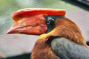 The rufous hornbill, Buceros hydrocorax, also known as the Philippine hornbill, is endemic to the Philippines