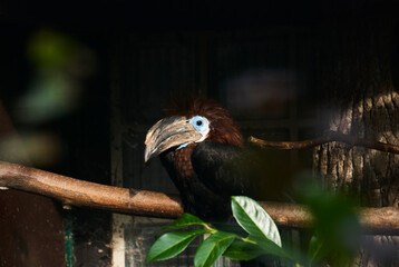The black casqued hornbill, Ceratogymna atrata, also black casqued wattled hornbill, is a species of hornbill in the family Bucerotidae ans can be found in the African tropical rainforest
