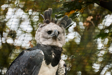 The harpy eagle, Harpia harpyja is also called the American harpy eagle is among the largest species of eagles in the world. It can be found in the upper canopy layer of tropical lowland rainforests.