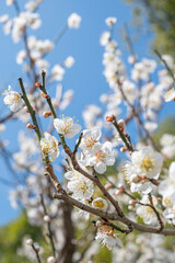 太宰府天満宮の梅の花