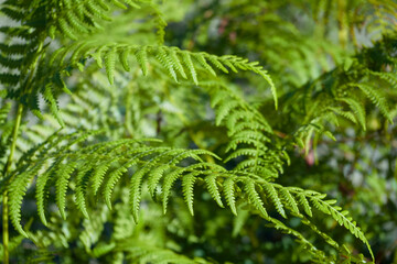 eagle fern leaves background,  common bracken close up, Pteridium aquilinum 