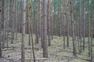 Obraz premium Stimmungsvoller Kiefernwald bei Potsdam in Brandenburg
