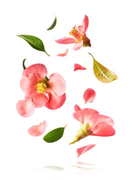 Beautiful sping flowers flying in the air. Levitation concept