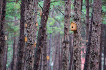 Front view, Inside the forest, wooden birdhouse attached to a pine tree trunk. Selective focus