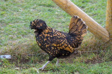 Polish chicken hen running on a farm with a twisted wire on the background	
