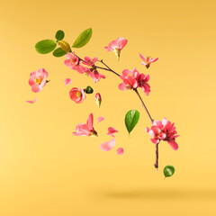 Beautiful sping flowers flying in the air. Levitation concept
