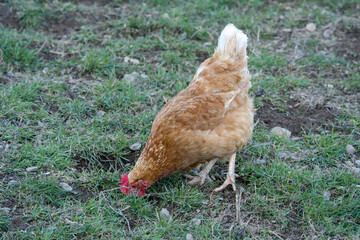 Beautifull brown hen chicken on a farm walking	