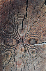 Fototapeta premium Jahresringe in verwittertem Holz - annual rings in weathered wood