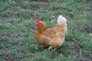 Beautifull brown hen chicken on a farm walking	