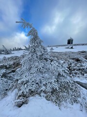 snow covered trees. national park Harz