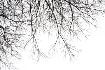 Dry tree branches on isolated white background