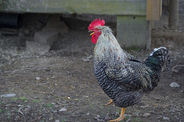 The Malines, Dutch: 'Mechelse Koekoek', a Belgian breed of large domestic chicken rooster walking on a farm	