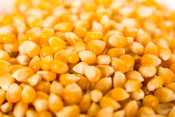 Heap of raw popcorn grains. Dry yellow corns seeds, maize or sweetcorn kernels top view close up