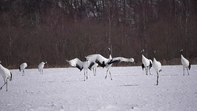 タンチョウの求愛ダンス