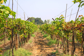 vineyard in autumn