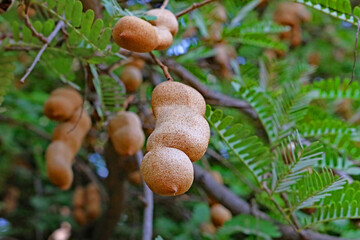 Tamarind on tree