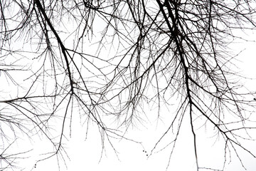 Dry tree branches on isolated white background