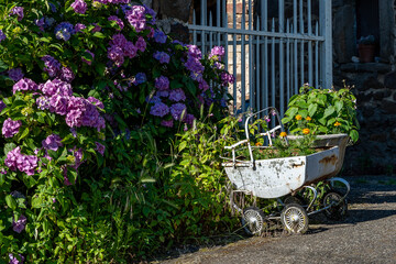 poussette d' enfant avec massif d'hortensias bleus et roses