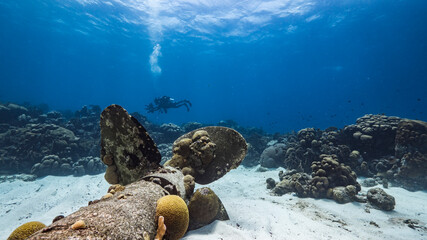 Seascape in coral reef of Caribbean Sea, Curacao with wrecked ship propeller