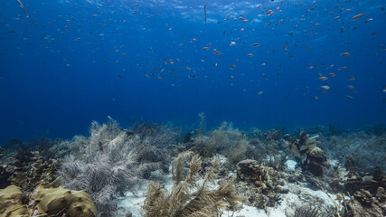 Seascape in coral reef of Caribbean Sea, Curacao with fish, coral and sponge