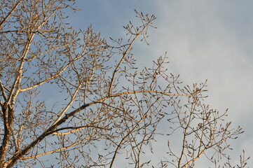 Trees in winter against the blue sky