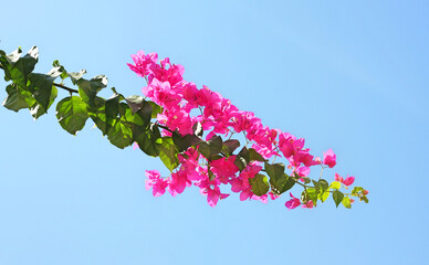 A twig of bougainvillea covered with leaves and pink flowers against a clear blue sky. Summer greece flowers 