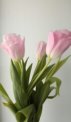 pink tulip on white background