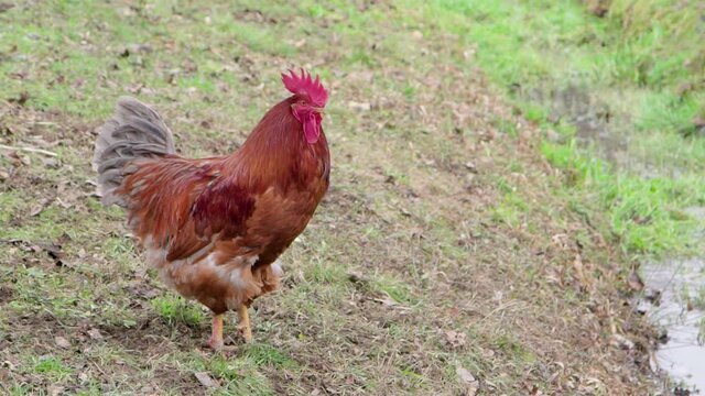 rooster crowing in the yard. Agriculture and animal husbandry.